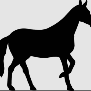 Horse Supplies