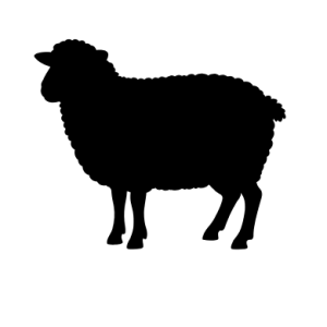 SHEEP DRENCH